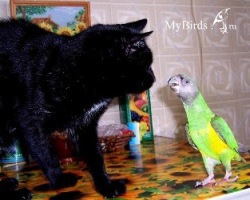 Сенегальский попугай - фото Сашка